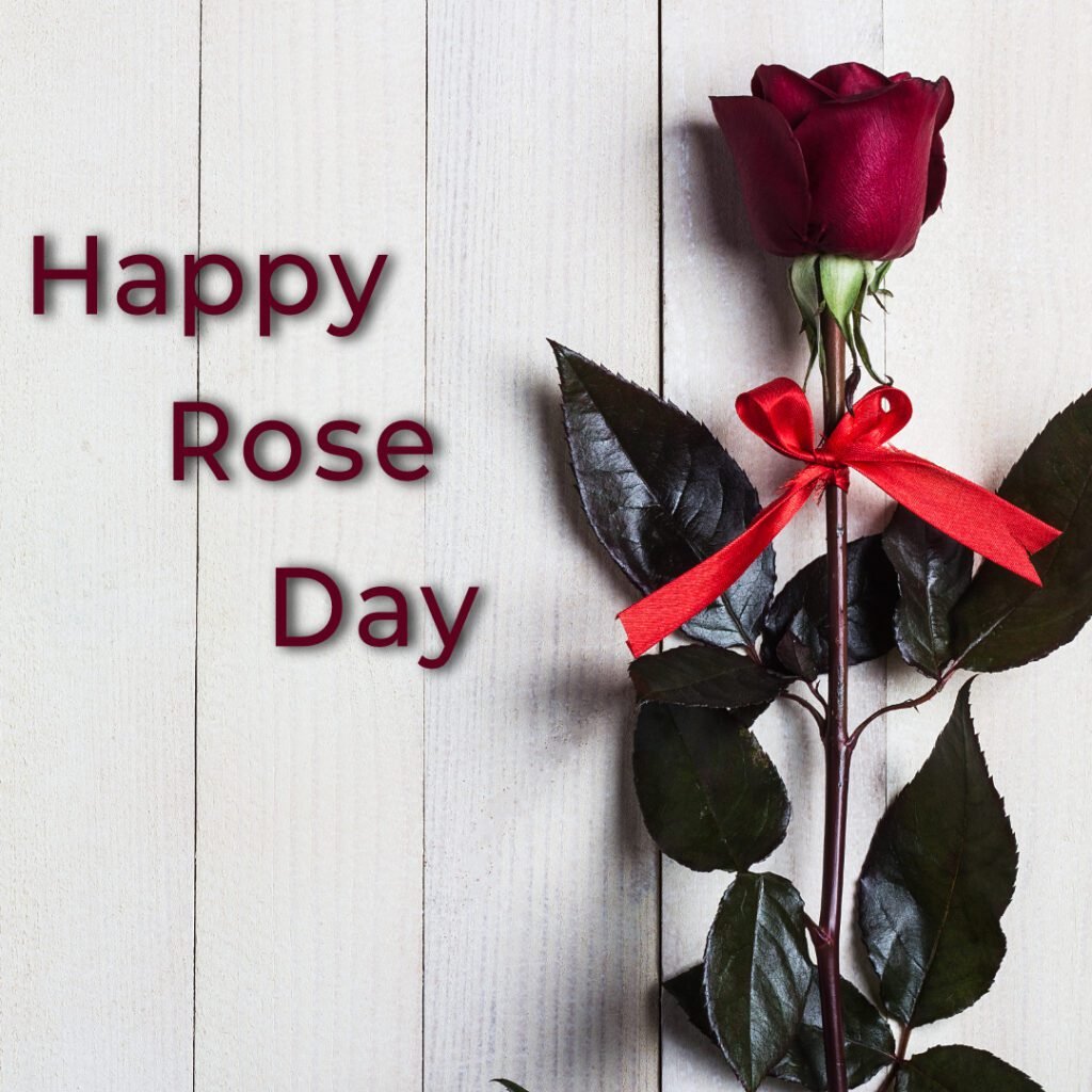 Rose Day Images 2025 -04