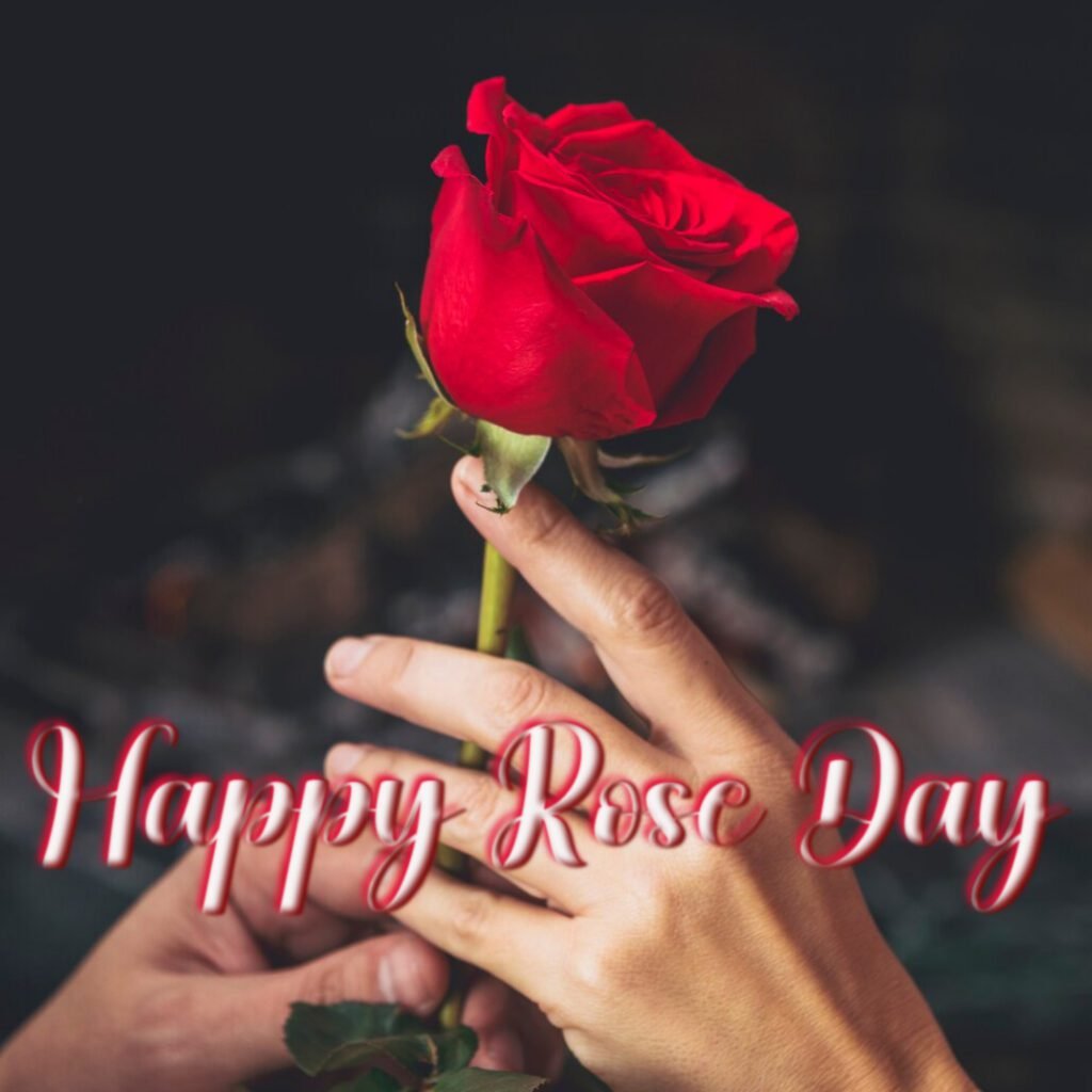 Rose Day Images 2025 -05