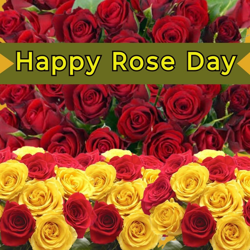 Rose Day Images 2025 -06